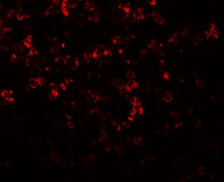 Immunofluorescence of MKRN3 in human spleen tissue with MKRN3 antibody at 20 ug/mL.