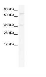 NIH 3T3 Cell Lysate