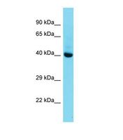 Western blot of Mouse Liver. Mkx antibody dilution 1.0 ug/ml.