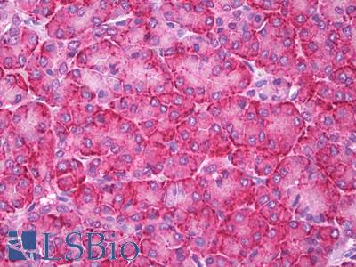Anti-PRDX4 / Peroxiredoxin 4 antibody IHC of human pancreas, exocrine. Immunohistochemistry of formalin-fixed, paraffin-embedded tissue after heat-induced antigen retrieval. Antibody LS-B7141 dilution 1:400.
