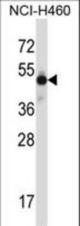 MKX Antibody western blot of NCI-H460 cell line lysates (35 ug/lane). The MKX antibody detected the MKX protein (arrow).