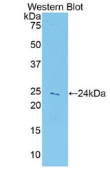 Western blot of recombinant PRDX5 / Peroxiredoxin 5.