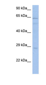 PRKAA1 / AMPK Alpha 1 antibody LS-C111536 Western blot of COLO205 cell lysate.