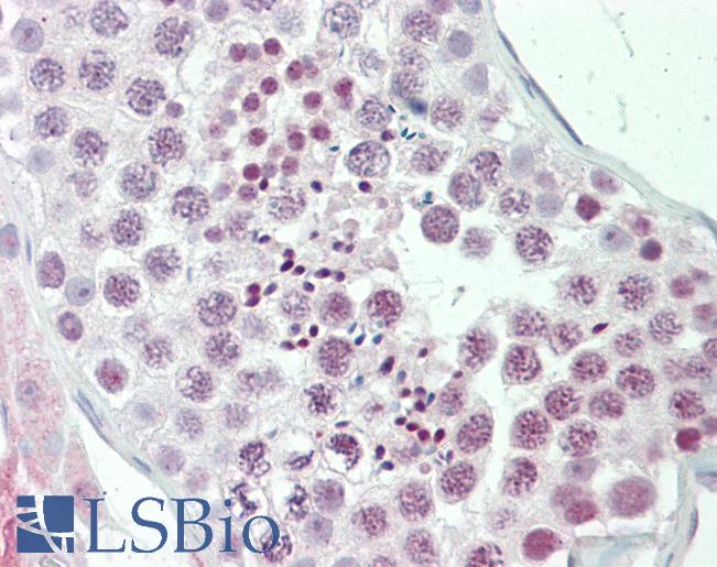 Anti-PRKAA1 / AMPK Alpha 1 antibody IHC staining of human testis. Immunohistochemistry of formalin-fixed, paraffin-embedded tissue after heat-induced antigen retrieval. Antibody LS-B10326 concentration 10 ug/ml.