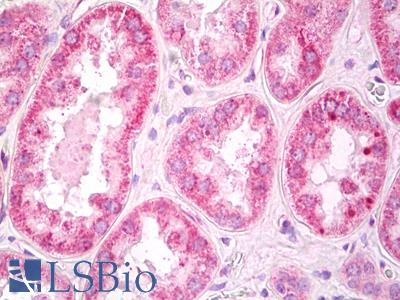 Anti-PRKAB1 / AMPK antibody IHC of human kidney. Immunohistochemistry of formalin-fixed, paraffin-embedded tissue after heat-induced antigen retrieval. Antibody LS-B7780 dilution 10 ug/ml.