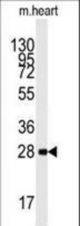 Western blot of anti-PRKAB1 Antibody in mouse heart lysates (35 ug/lane). PRKAB1 (arrow) was detected using the purified antibody.