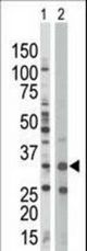 The anti-PRKAB1 antibody is used in Western blot to detect PRKAB1 in Jurkat cell lysate (Lane 1) and mouse spleen tissue lysate (Lane 2).