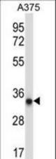 PRKAB2 Antibody (A18) western blot of A375 cell line lysates (35 ug/lane). The PRKAB2 antibody detected the PRKAB2 protein (arrow).
