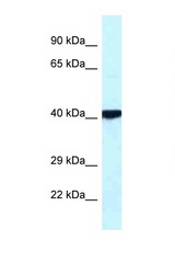 PRKACB antibody LS-C111915 Western blot of Fetal Heart lysate. Antibody concentration 1 ug/ml.