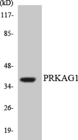 Western blot of the lysates from HT-29 cells using PRKAG1 antibody.