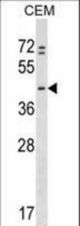 PRKAR1B Antibody western blot of CEM cell line lysates (35 ug/lane). The PRKAR1B antibody detected the PRKAR1B protein (arrow).