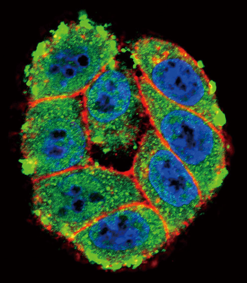 Confocal immunofluorescent of PKC alpha Antibody with HeLa cell followed by Alexa Fluor 488-conjugated goat anti-rabbit lgG (green). Actin filaments have been labeled with Alexa Fluor 555 phalloidin (red). DAPI was used to stain the cell nuclear (blue).