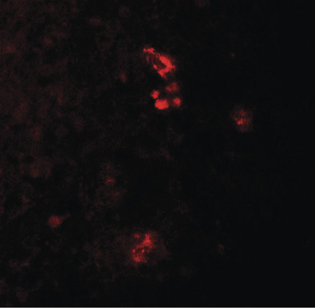 Immunofluorescence of PRKCDBP in human spleen tissue with PRKCDBP antibody at 20 ug/ml.