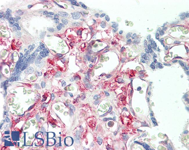Anti-PRKCDBP / CAVIN3 antibody IHC staining of human placenta. Immunohistochemistry of formalin-fixed, paraffin-embedded tissue after heat-induced antigen retrieval.