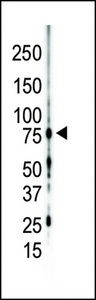 Western blot of anti-PKC gamma C-term antibody in mouse brain lysate. PKC gamma (arrow) was detected using purified antibody. Secondary HRP-anti-rabbit was used for signal visualization with chemiluminescence.