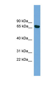 PRKCI / PKC-Iota antibody LS-C117191 Western blot of HepG2 cell lysate.