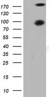 HEK293T cells were transfected with the pCMV6-ENTRY control (Left lane) or pCMV6-ENTRY PRKD2 (Right lane) cDNA for 48 hrs and lysed. Equivalent amounts of cell lysates (5 ug per lane) were separated by SDS-PAGE and immunoblotted with anti-PRKD2.