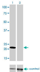 Western blot of MYL1 over-expressed 293 cell line, cotransfected with MYL1 Validated Chimera RNAi (Lane 2) or non-transfected control (Lane 1). Blot probed with MYL1 monoclonal antibody, clone 2D9. GAPDH ( 36.1 kD ) used as specificity an.