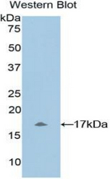 Western blot of recombinant MLC3F / MYL1.