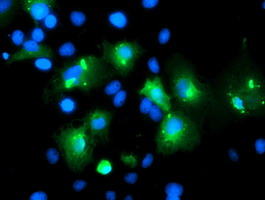 Anti-MLF1 mouse monoclonal antibody immunofluorescent staining of COS7 cells transiently transfected by pCMV6-ENTRY MLF1.