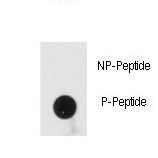 Dot blot of anti-Phospho-PRKRA-pS246 Antibody on nitrocellulose membrane. 50ng of Phospho-peptide or Non Phospho-peptide per dot were adsorbed. Antibody working concentrations are 0.5ug per ml.