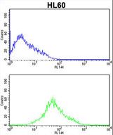 PRKRA Antibody (S246) flow cytometry of HL60 cells (bottom histogram) compared to a negative control cell (top histogram). FITC-conjugated goat-anti-rabbit secondary antibodies were used for the analysis.