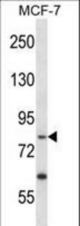 PRKRIR Antibody western blot of MCF-7 cell line lysates (35 ug/lane). The PRKRIR antibody detected the PRKRIR protein (arrow).