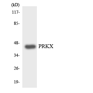 Western blot of the lysates from HepG2 cells using PRKX antibody.