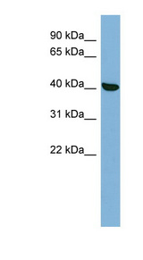 PRKX antibody LS-C107757 Western blot of HepG2 cell lysate.