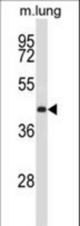 Mouse Prkx Antibody western blot of mouse lung tissue lysates (35 ug/lane). The Prkx antibody detected the Prkx protein (arrow).
