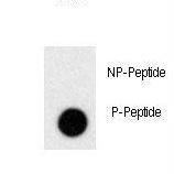 Dot blot of anti-Phospho-PRL-pS163 Antibody on nitrocellulose membrane. 50ng of Phospho-peptide or Non Phospho-peptide per dot were adsorbed. Antibody working concentrations are 0.5ug per ml.