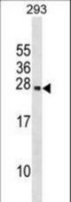 PRL Antibody western blot of 293 cell line lysates (35 ug/lane). The PRL antibody detected the PRL protein (arrow).