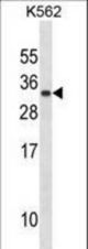 PRL Antibody western blot of K562 cell line lysates (35 ug/lane). The PRL antibody detected the PRL protein (arrow).