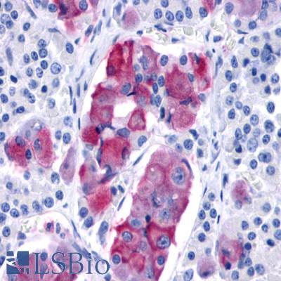 Anti-PRLHR / GPR10 antibody LS-A3915 IHC of human pituitary, anterior. Immunohistochemistry of formalin-fixed, paraffin-embedded tissue after heat-induced antigen retrieval.