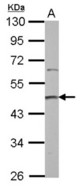 Sample (30 ug of whole cell lysate) A: 293T 10% SDS PAGE PRMT2 antibody diluted at 1:3000