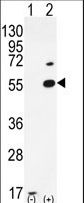 Western blot of PRMT2 (arrow) using rabbit polyclonal PRMT2 Antibody (A37). 293 cell lysates (2 ug/lane) either nontransfected (Lane 1) or transiently transfected (Lane 2) with the PRMT2 gene.