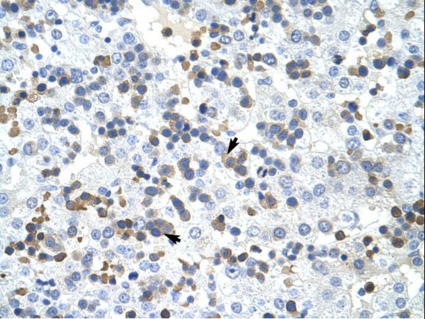 PRMT2 antibody LS-C31629 was used in IHC to stain formalin-fixed, paraffin-embedded human liver.