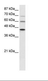 HepG2 Cell Lysate
