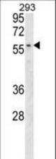 MBOAT2 Antibody western blot of 293 cell line lysates (35 ug/lane). The MBOAT2 antibody detected the MBOAT2 protein (arrow).