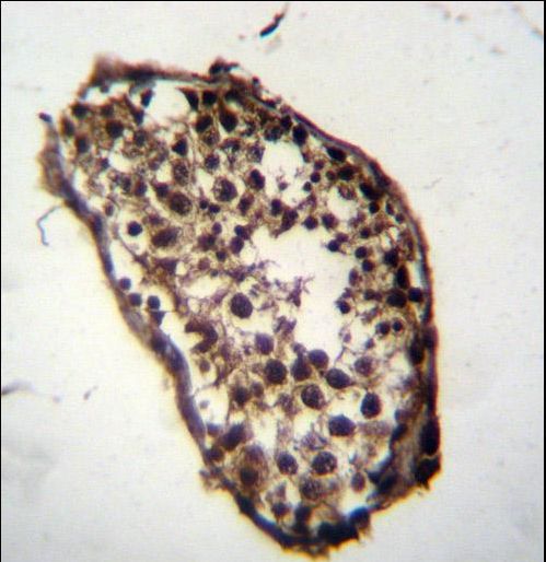 MLF1 Antibody immunohistochemistry of formalin-fixed and paraffin-embedded human testis tissue followed by peroxidase-conjugated secondary antibody and DAB staining.