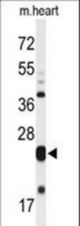 Western blot of MLF1 Antibody in mouse heart tissue lysates (35 ug/lane). MLF1 (arrow) was detected using the purified antibody.
