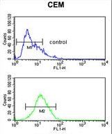 MLF1 Antibody flow cytometry of CEM cells (bottom histogram) compared to a negative control cell (top histogram). FITC-conjugated goat-anti-rabbit secondary antibodies were used for the analysis.