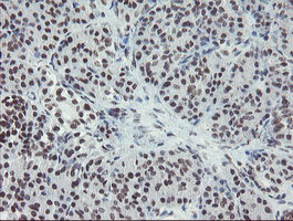 IHC of paraffin-embedded Human pancreas tissue using anti-MLF2 mouse monoclonal antibody. (Heat-induced epitope retrieval by 10mM citric buffer, pH6.0, 100C for 10min).