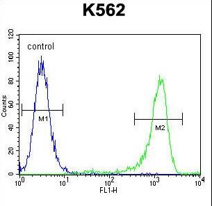 MLH1 Antibody flow cytometry of K562 cells (right histogram) compared to a negative control cell (left histogram). FITC-conjugated goat-anti-rabbit secondary antibodies were used for the analysis.