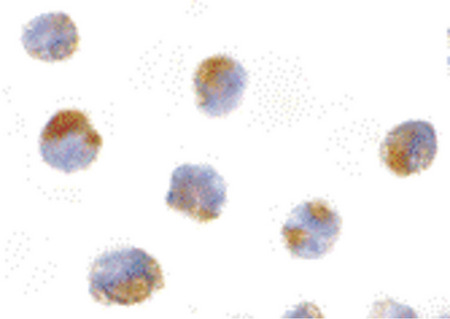 Immunocytochemistry of Mcl-1 in Raji cells with Mcl-1 antibody at 10 ug/ml.