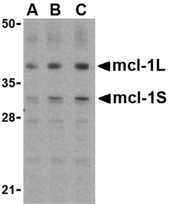 Western blot of Mcl-1 in Raji cell lysates with Mcl-1 antibody at (A) 0.5, (B) 1, and (C) 2 ug/ml.