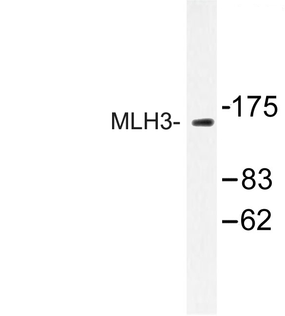 Western blot of MLH3 (R546) pAb in extracts from K562 cells.