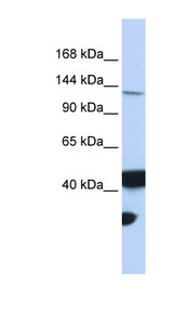 MLH3 antibody LS-C110689 Western blot of 293T cell lysate.