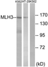 Western blot of extracts from K562/HT-29 cells, using MLH3 Antibody. The lane on the right is treated with the synthesized peptide.