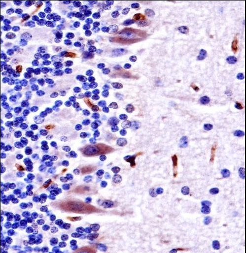 Mouse Mlk4 Antibody immunohistochemistry of formalin-fixed and paraffin-embedded mouse cerebellum tissue followed by peroxidase-conjugated secondary antibody and DAB staining.